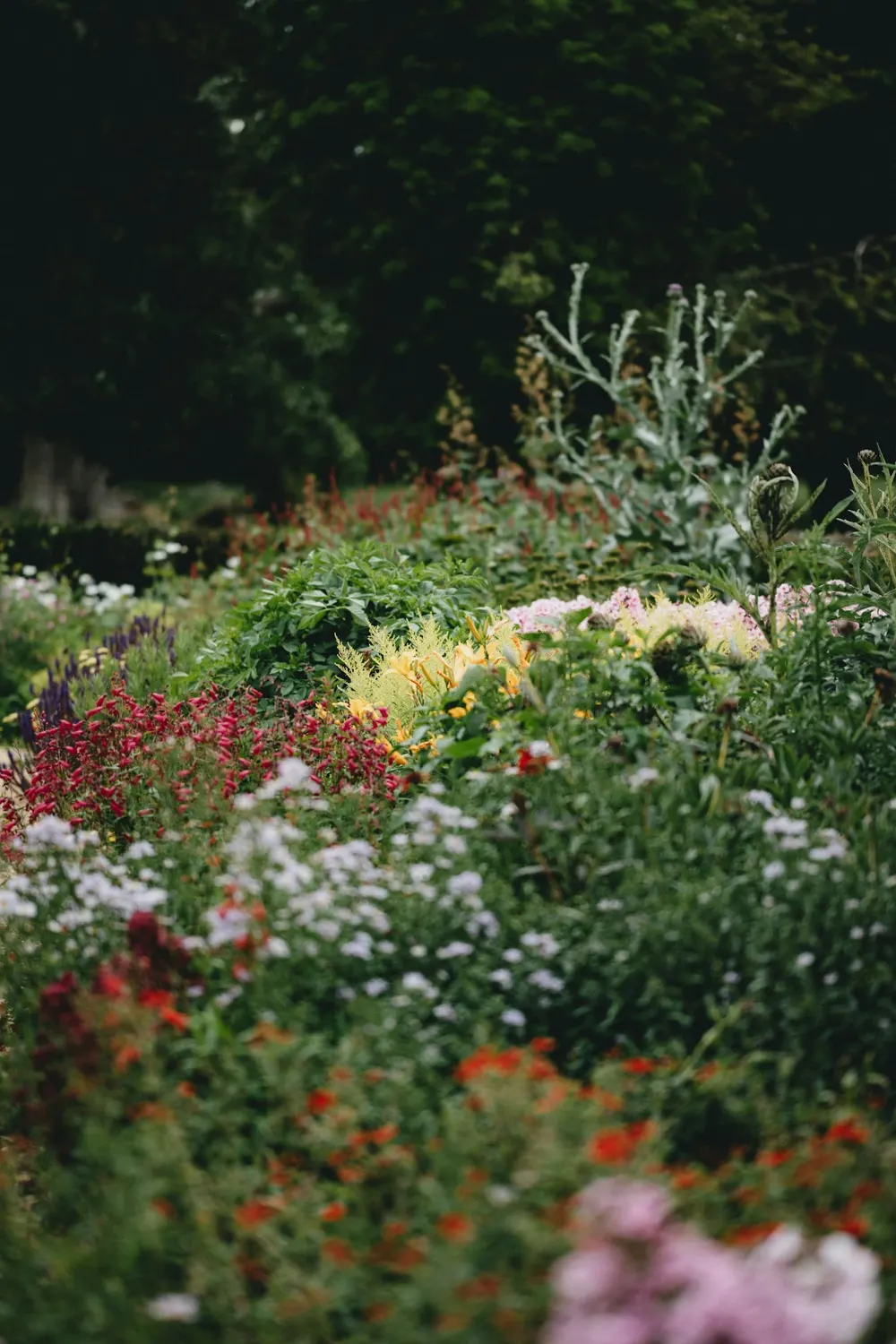 Mixed planting bed with layered shrubs and flowering perennials