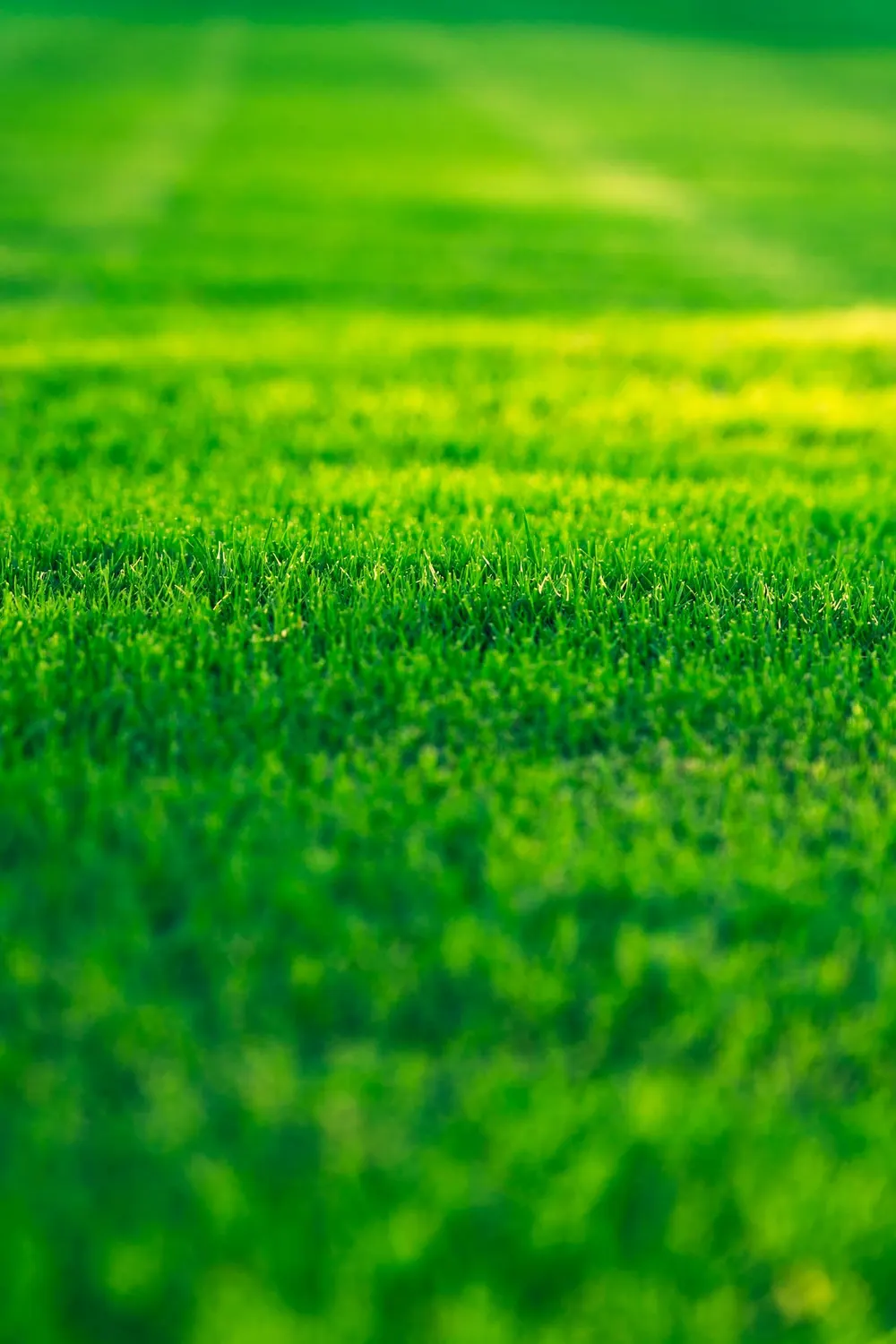 Close view of fresh green turf grass