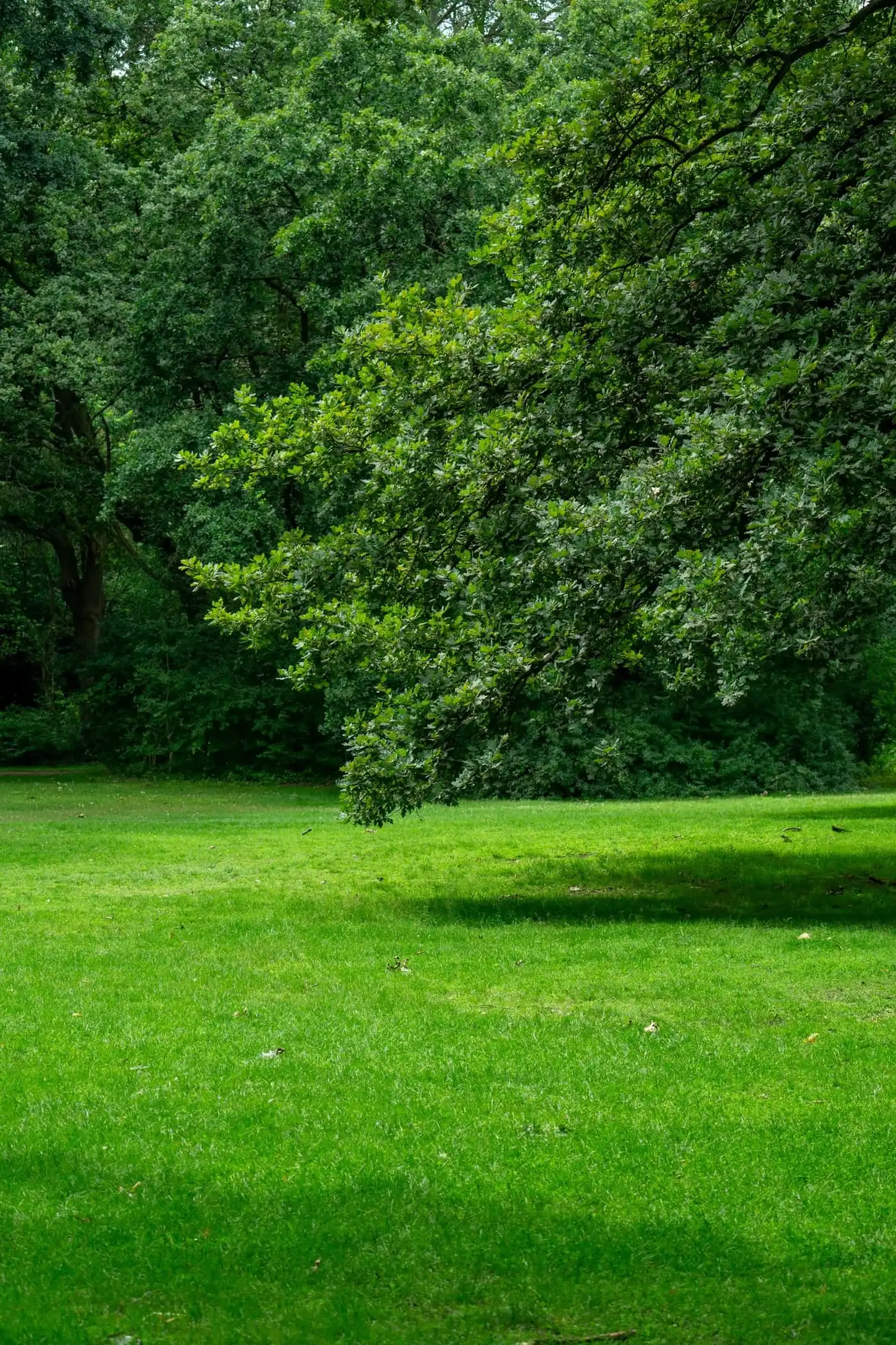 Established, evenly mown lawn beside mature planting