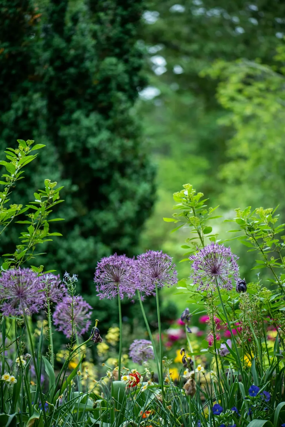 Established planting bed with mulched borders around perennials